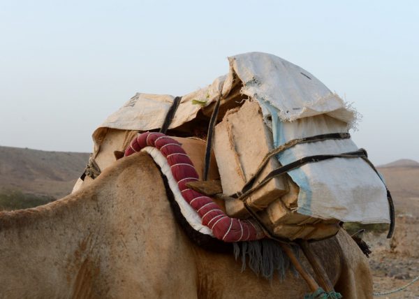 Des hommes Afars conduisent leur caravane de chameaux vers le lac Karum (lac de sel en langue Afar), Dépression du Danakil, Éthiopie