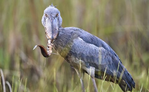 Bec en sabot pêchant un poisson (Balaeniceps rex) marais de Mabamba, lac Victoria, Ouganda, Afrique