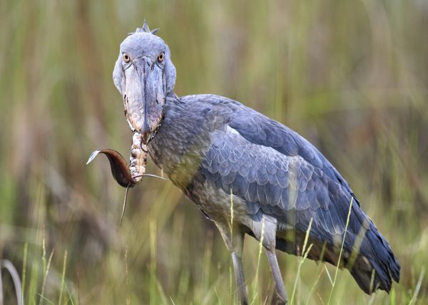 Bec en sabot pêchant un poisson (Balaeniceps rex) marais de Mabamba, lac Victoria, Ouganda, Afrique