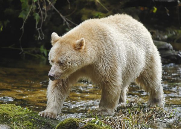 Femelle ours polaire sortant de sa tanière, parc national Wapusk, Manitoba, Canada