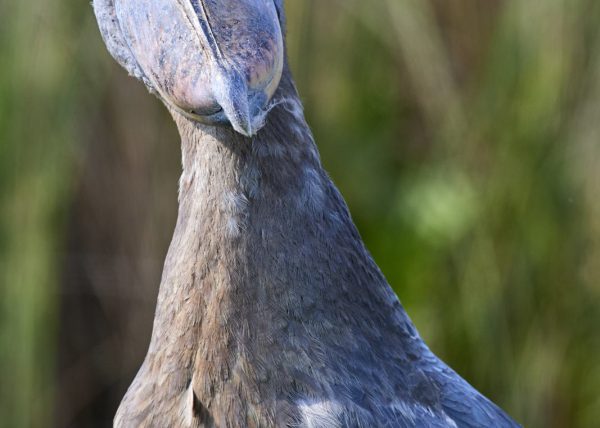 Bec en sabot pêchant un poisson (Balaeniceps rex) marais de Mabamba, lac Victoria, Ouganda, Afrique