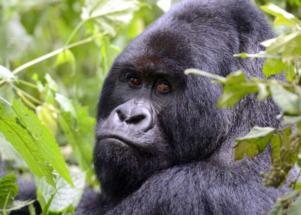 Famille de gorilles de montagne, Parc des volcans, Rwanda, Afrique