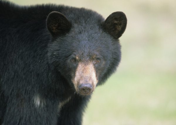 Femelle ours polaire sortant de sa tanière, parc national Wapusk, Manitoba, Canada