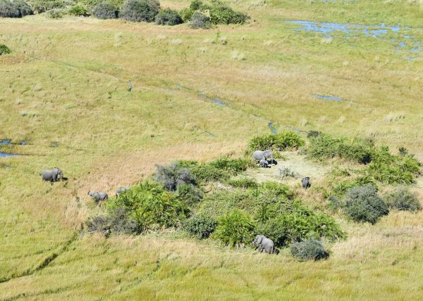 Delta de l'Okavango, vue aérienne d'un chenal, Botswana, Afrique