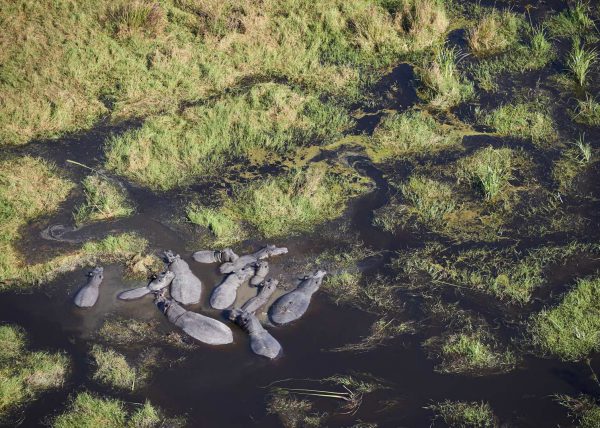 Delta de l'Okavango, vue aérienne d'un chenal, Botswana, Afrique