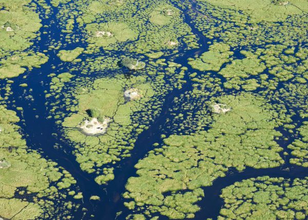 Delta de l'Okavango, vue aérienne d'un chenal, Botswana, Afrique