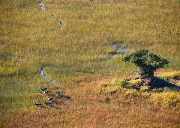 Delta de l'Okavango, vue aérienne d'un chenal, Botswana, Afrique
