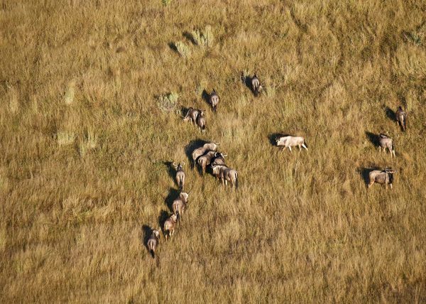 Delta de l'Okavango, vue aérienne d'un chenal, Botswana, Afrique