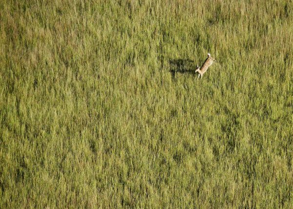 Delta de l'Okavango, vue aérienne d'un chenal, Botswana, Afrique