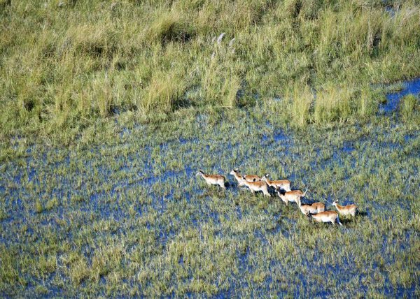 Delta de l'Okavango, vue aérienne d'un chenal, Botswana, Afrique