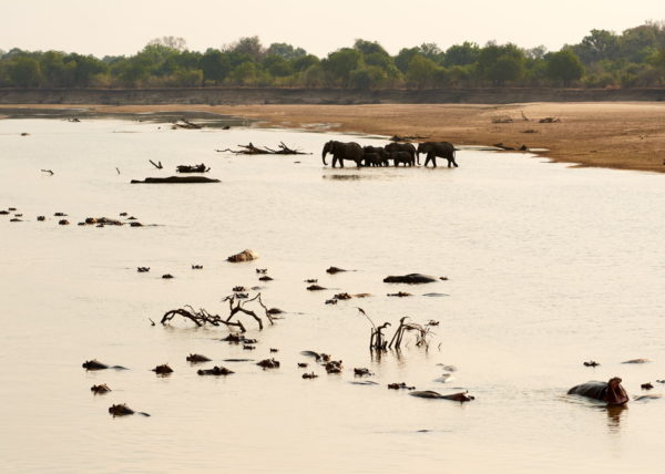 Coalition de 2 lions sur les berges de la rivière Luangwa à la saison sêche, parc national de South Luangwa, Zambie