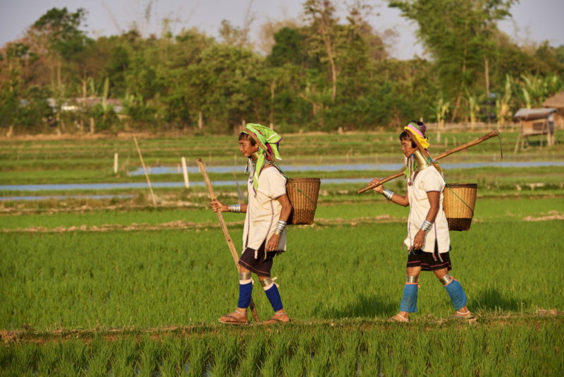 Femmes Kayan portant leur collierà spirale, Pan Pet, Etat Kayah, Myanmar