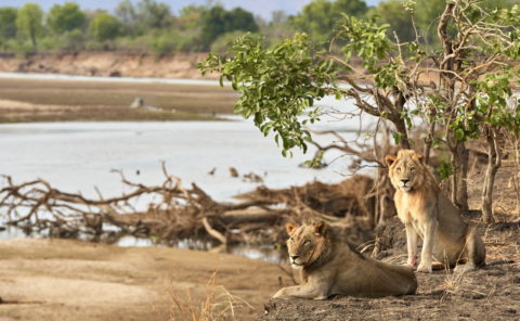 Coalition de 2 lions sur les berges de la rivière Luangwa à la saison sêche, parc national de South Luangwa, Zambie