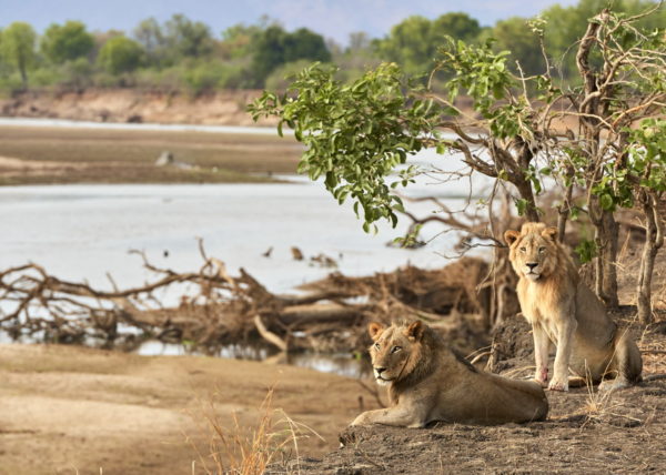 Coalition de 2 lions sur les berges de la rivière Luangwa à la saison sêche, parc national de South Luangwa, Zambie