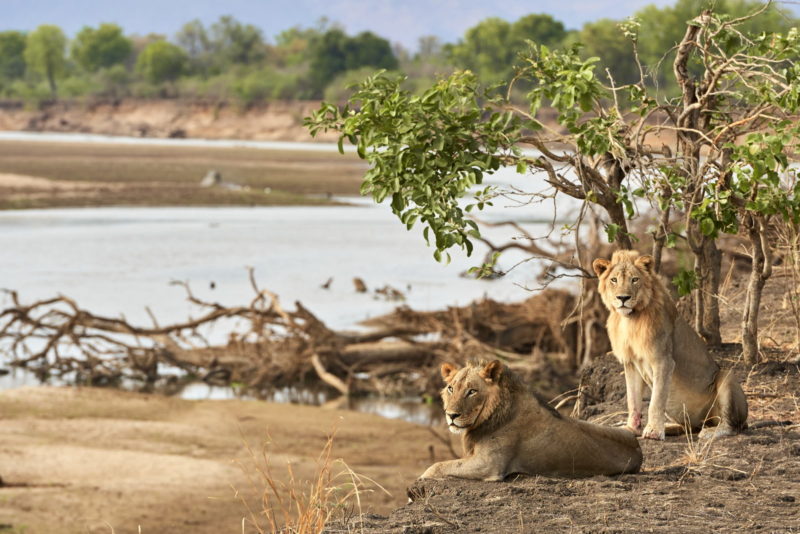 Coalition de 2 lions sur les berges de la rivière Luangwa à la saison sêche, parc national de South Luangwa, Zambie