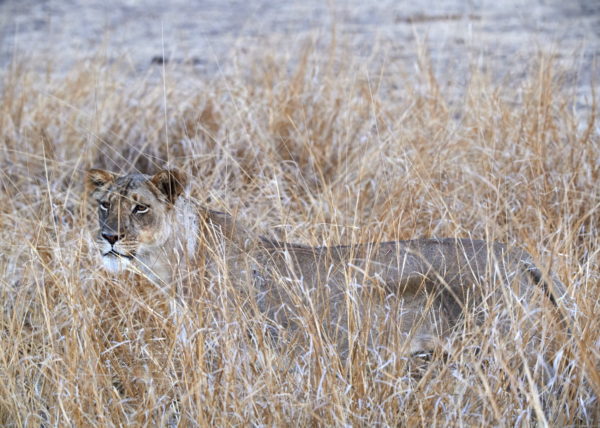 Coalition de 2 lions sur les berges de la rivière Luangwa à la saison sêche, parc national de South Luangwa, Zambie