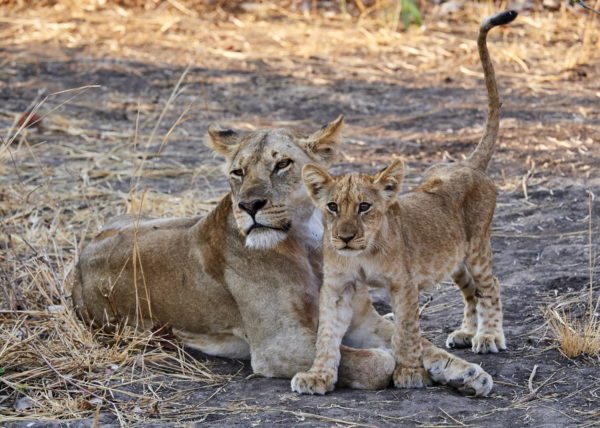 Coalition de 2 lions sur les berges de la rivière Luangwa à la saison sêche, parc national de South Luangwa, Zambie