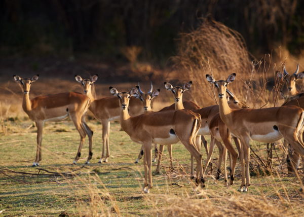 Coalition de 2 lions sur les berges de la rivière Luangwa à la saison sêche, parc national de South Luangwa, Zambie