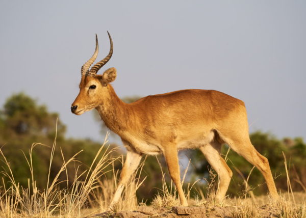 Coalition de 2 lions sur les berges de la rivière Luangwa à la saison sêche, parc national de South Luangwa, Zambie