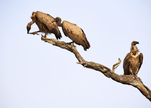 Coalition de 2 lions sur les berges de la rivière Luangwa à la saison sêche, parc national de South Luangwa, Zambie