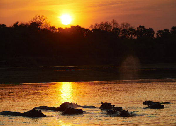 Coalition de 2 lions sur les berges de la rivière Luangwa à la saison sêche, parc national de South Luangwa, Zambie